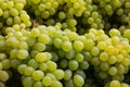 Grapes closeup - bunch of green grapes