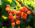 Grapes cluster Royalty Free Stock Photo