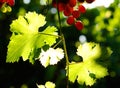 Grapes cluster Royalty Free Stock Photo