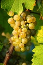 Grapes cluster Royalty Free Stock Photo