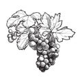 Grapes cluster with leaves. Ink style black and white drawing Royalty Free Stock Photo