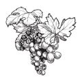 Grapes cluster with leaves. Ink style black and white drawing Royalty Free Stock Photo