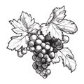 Grapes cluster with leaves. Ink style black and white drawing Royalty Free Stock Photo