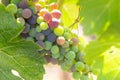 Grapes at Colchagua valley