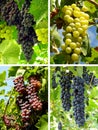Grapes collage Royalty Free Stock Photo