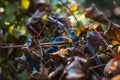 Grapes and colorful autumn leaves Royalty Free Stock Photo