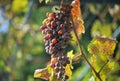 Greece, Corfu - Closeup photo with bunch of grapes in the warm summer sun light Royalty Free Stock Photo