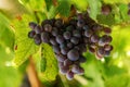 Grapes in Crete, Greece Royalty Free Stock Photo