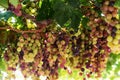 Grapes in Crete, Greece Royalty Free Stock Photo