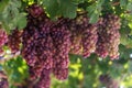 Grapes in Crete, Greece Royalty Free Stock Photo