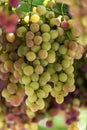 Grapes in Crete, Greece Royalty Free Stock Photo