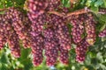 Grapes in Crete, Greece Royalty Free Stock Photo