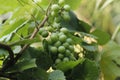 Grapes cultivation in Bangladesh