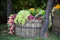 Grapes are dark and light in a wicker basket on a background of green bushes and grass. Food, fruits, agriculture Royalty Free Stock Photo