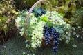 Grapes are dark and light in a wicker basket on a background of green bushes and grass. Food, fruits, agriculture Royalty Free Stock Photo