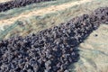 Grapes are drying on the field Royalty Free Stock Photo