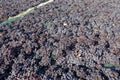 Grapes are drying on the field Royalty Free Stock Photo