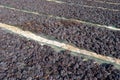 Grapes are drying on the field. Royalty Free Stock Photo