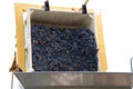 Grapes dumping into bin for sorting