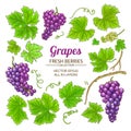 Grapes elements set