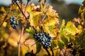 Grapes in fall