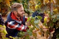 Grapes on family vineyard - worker picking black grapes