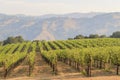 The grapes farm of Napa Valley Royalty Free Stock Photo