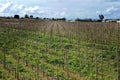 Grapes field in Marsaxlokk, Malta