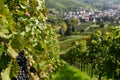 Grapes field summer germany travel