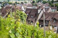 Grapes field in Swiss town Schaffhausen