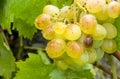 Grapes field, vineyard - Turkey Izmir Buca vineyard