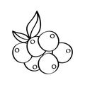 Grapes fresh fruit drawing icon