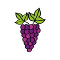 Grapes fresh fruit drawing icon