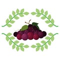 grapes fresh fruit emblem organic