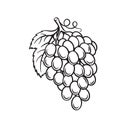 Grapes fruit berry outline icon