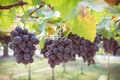 Grapes fruit in farm viticulture