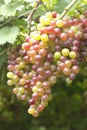 Grapes fruit in vineyard