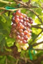 Grapes fruit in vineyard
