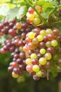 Grapes fruit in vineyard