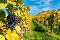 Grapes Fruits Closeup Vineyard Fall Leaves Autumn Farming Agriculture Wine Plants Outdoors Daytime