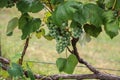 In the garden ripen grapes Royalty Free Stock Photo