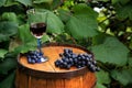 Grapes and a Glass of Wine on Oak Barrel in Vineyard