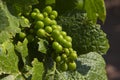 Grapes in a vineyard Loire Valley France