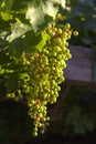 Grapes glow in the sunshine in Kibbutz Lavi