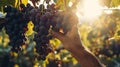 Grapes of Gold: A Sun-Kissed Journey through the Vineyard