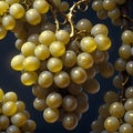The grapes are golden in color and are clustered together.
