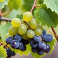Grapes on a grapevine with wood background Royalty Free Stock Photo