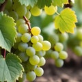 Grapes on a grapevine with wood background Royalty Free Stock Photo