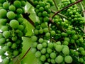 Grapes Royalty Free Stock Photo