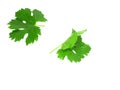 Grapes green leaf . Isoalted Royalty Free Stock Photo